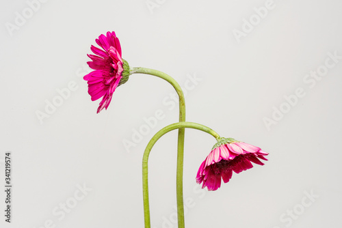 Foto Two withered pink Gerbera daisy flowers on a gray background