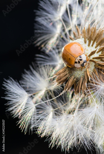 Close up of red ladybug without dots on dandelion.