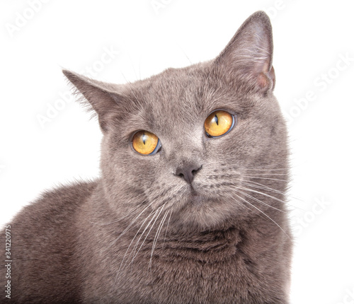 Portrait of blue gray british cat isolated on the white