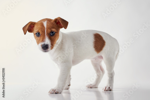 Jack Russel terrier puppy dog on the white background © Lazy_Bear