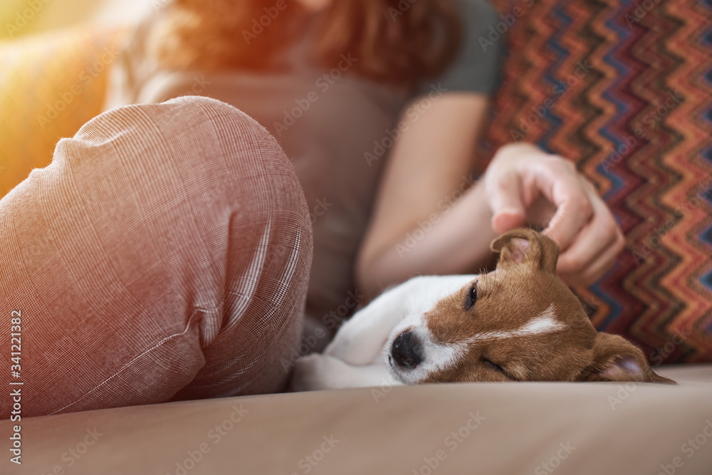 Woman petting jack russel terrier puppy dog on the sofa. Good relationships and friendship between owner and animal pet