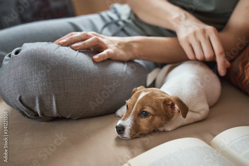 Woman petting jack russel terrier puppy dog on the sofa. Good relationships and friendship between owner and animal pet