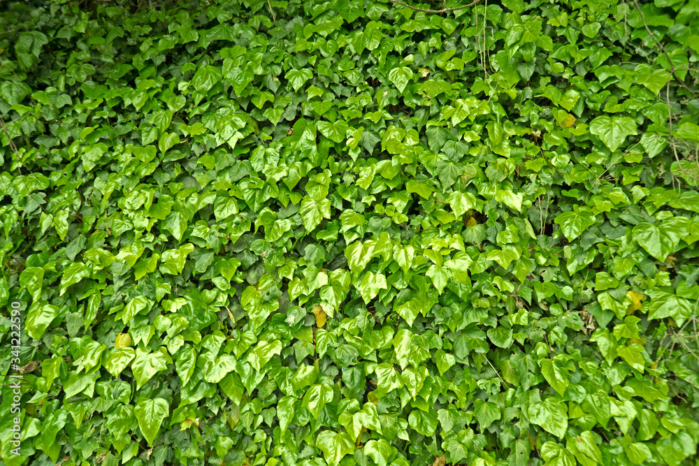緑の壁・ツタ・植物 緑の壁・ツタ・植物