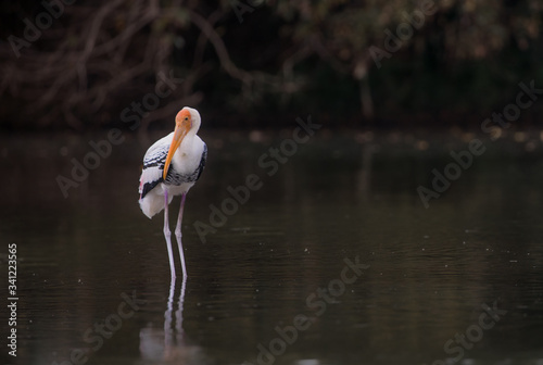 Obraz na płótnie Beautiful painted stork sitting still with reflection on waterfront. w salonie