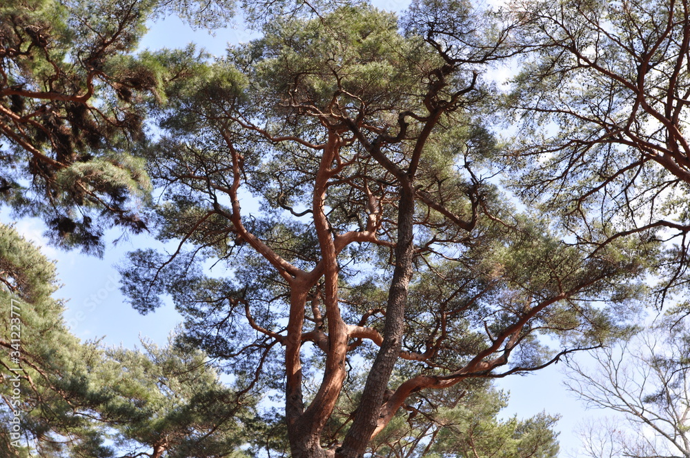 Obraz premium 소나무