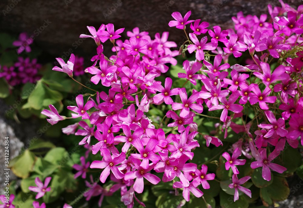 Fototapeta premium flower
