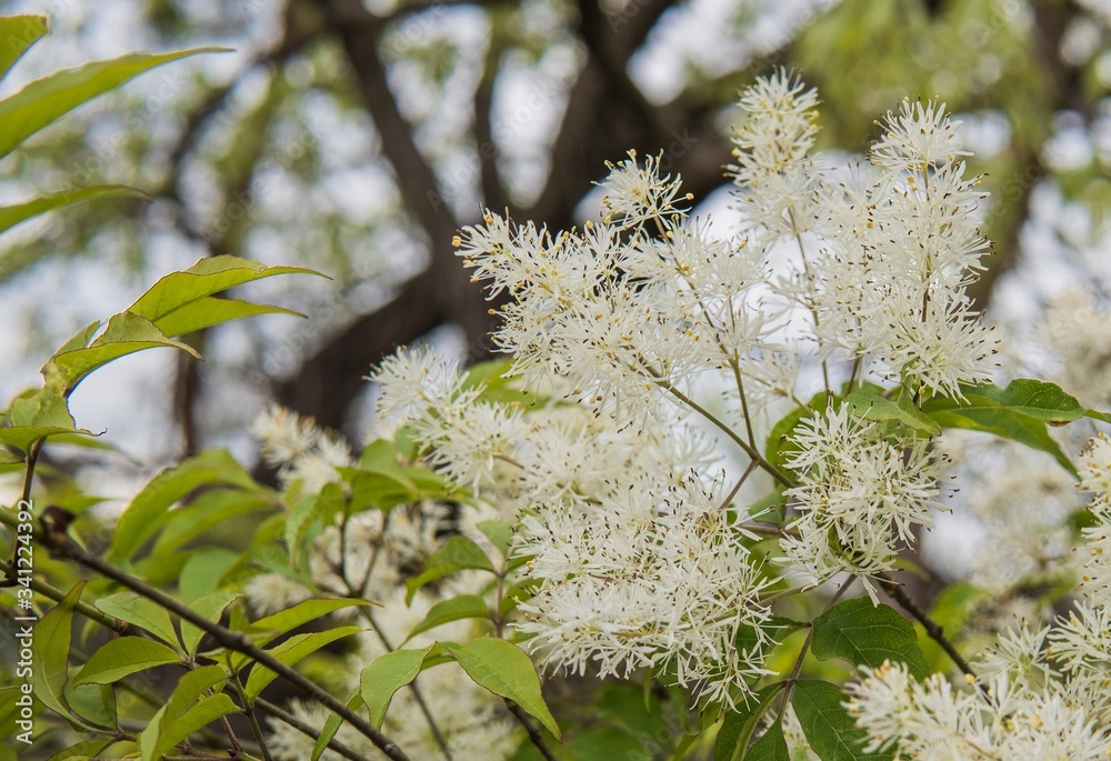 ふわふわの白いアオダモの花 Fraxinus Lanuginosa Stock Photo Adobe Stock