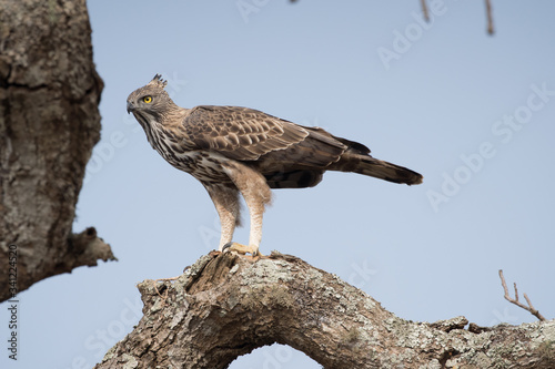 The changeable hawk-eagle or crested hawk-eagle (Nisaetus cirrhatus) is a large bird of prey species of the family Accipitridae. photo