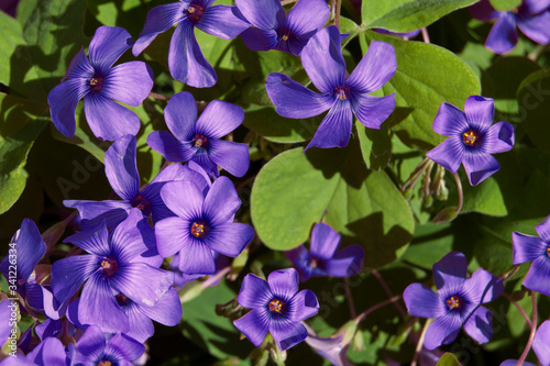 Fototapeta Naklejka Na Ścianę i Meble -  Vinagrillo azulado, flor de jardín