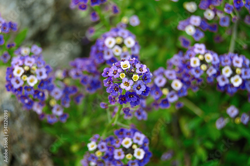 Aliso de mar azulado, flor de primavera