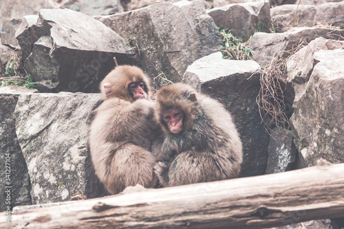 Snow monkey by the hot spring
