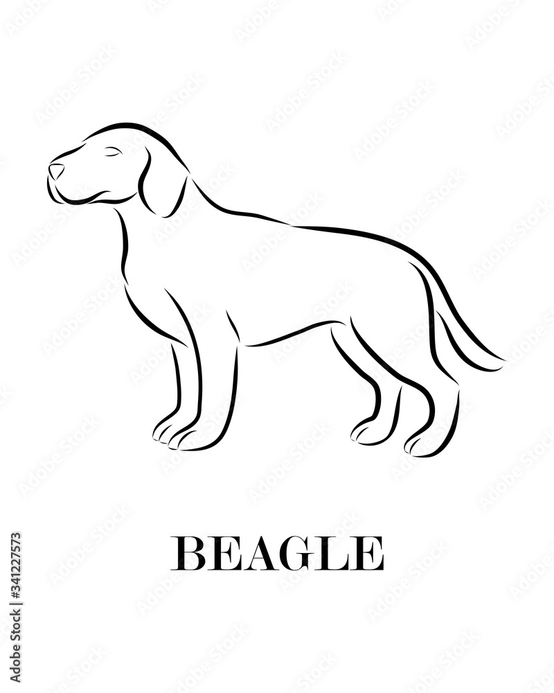 Beagle line art dog vector eps 10