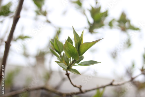 branch of a tree