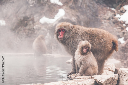 Snow monkey by the hot spring