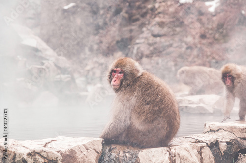 Snow monkey by the hot spring