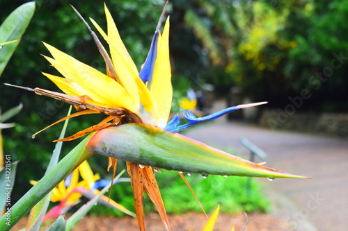 exotic bird of paradise flower