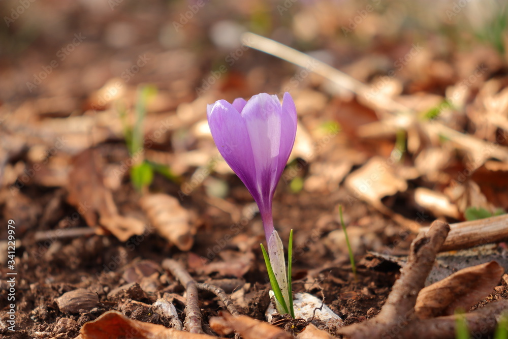spring crocus flower spring crocus flower