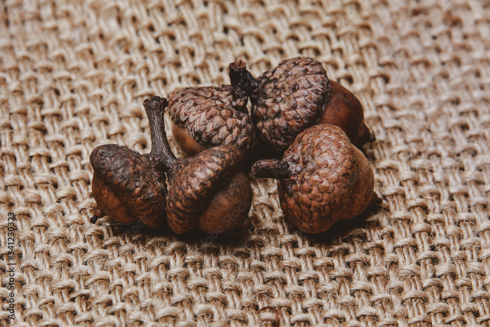 acorns on a gray background in the studio acorns on a gray background in the studio