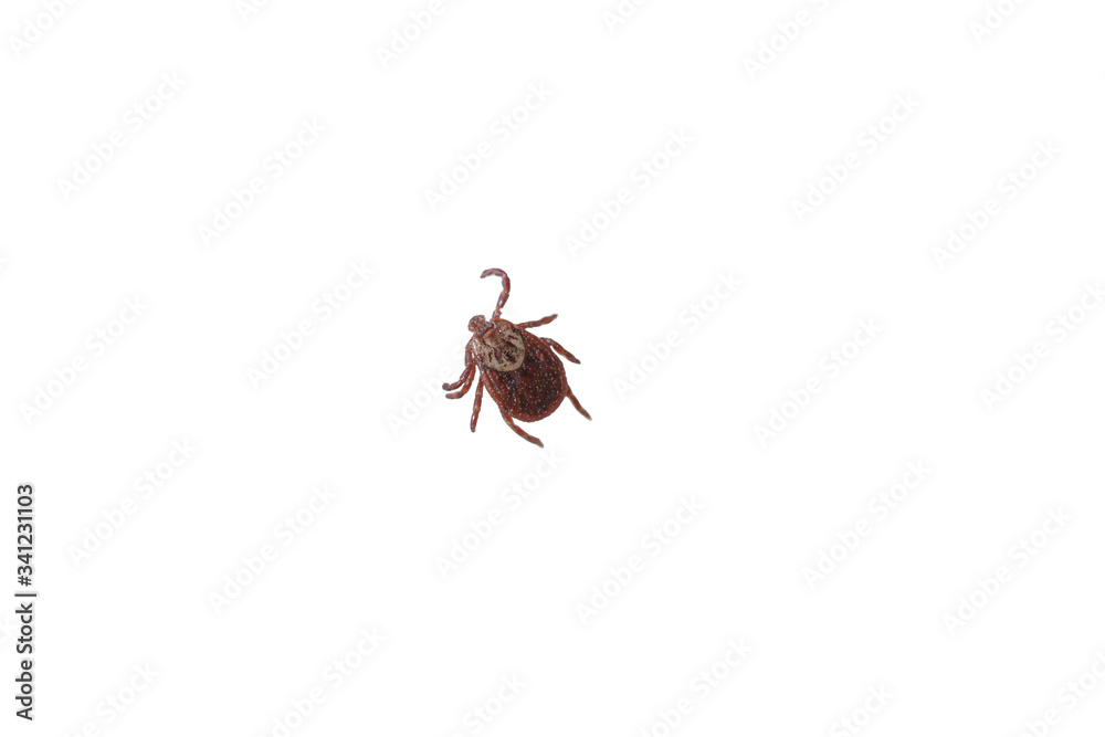 Close up of tick isolated on white background. Ixodes ricinus or Dermacentor variabilis Close up of tick isolated on white background. Ixodes ricinus or Dermacentor variabilis