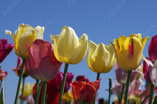 Fototapeta Naklejka Na Ścianę i Meble -  verschieden farbige tulpen und im hintergrund der blaue himmel