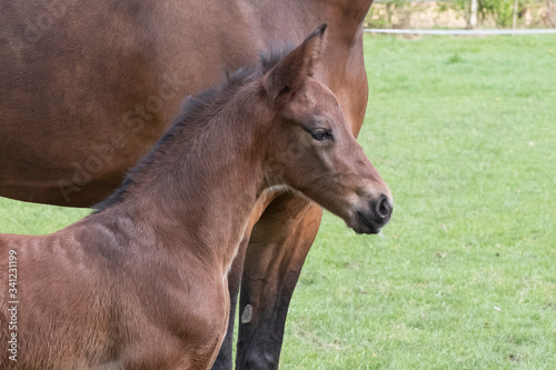 Close-up of a little just born brown horse standing next to the mother, during the day with a countryside landscape
