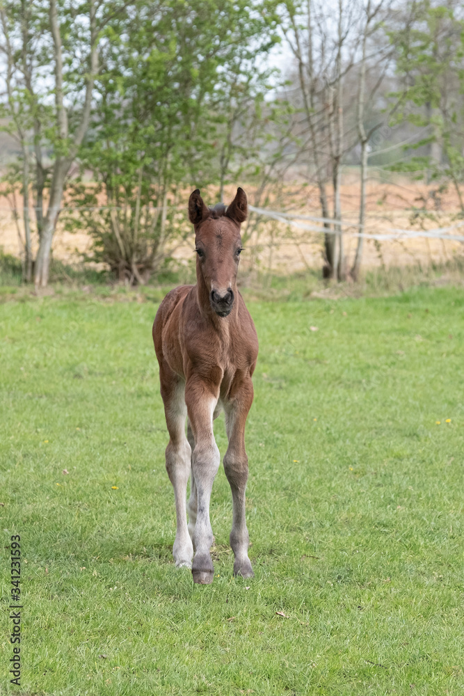 A young brown sport foal standing free on a spring meadow A young brown sport foal standing free on a spring meadow