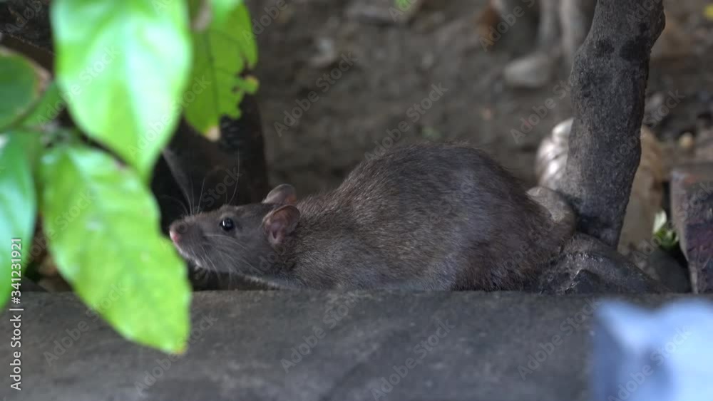 A wild rat at a hole in the ground near street market at Kota Kinabalu