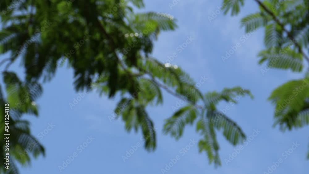 sky and trees sky and trees