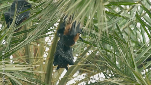 indian flying fox or greater indian fruit bat hanging cleaning wings on tree at keoladeo national park or bird sanctuary, bharatpur, rajasthan, india - Pteropus giganteus photo