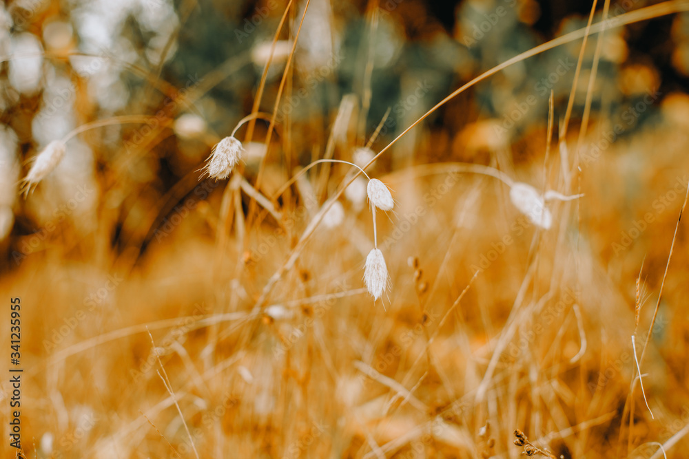 Fototapeta premium grass and leaves on natural background
