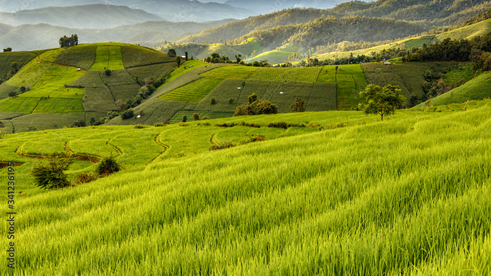 Panorama landscape views of green terraced rice feld