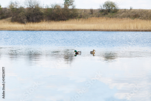 wild ducks swim in a clear lake on a sunny spring day