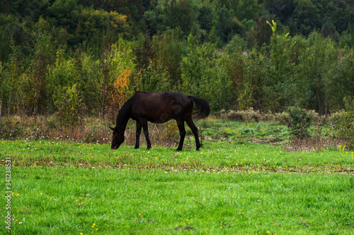 Grazing horses on the green Field. Horses grazing tethered in a field. Horses eating in the green pasture. Horses in a green field.