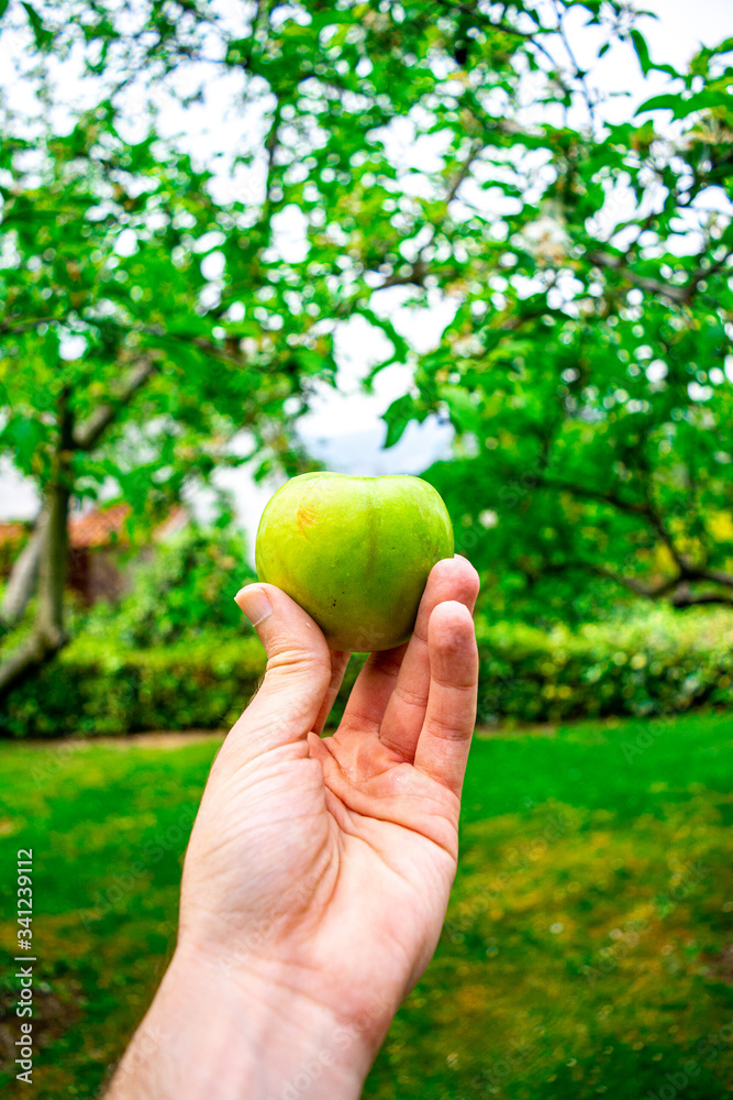 Fresh and Green Apple in Nature Park Fresh and Green Apple in Nature Park
