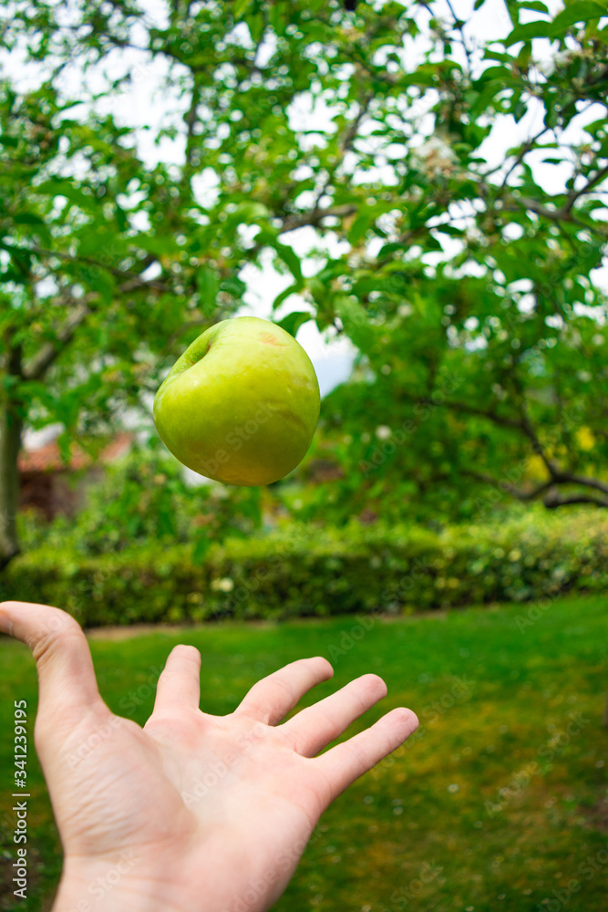 Fresh and Green Apple in Nature Park Fresh and Green Apple in Nature Park