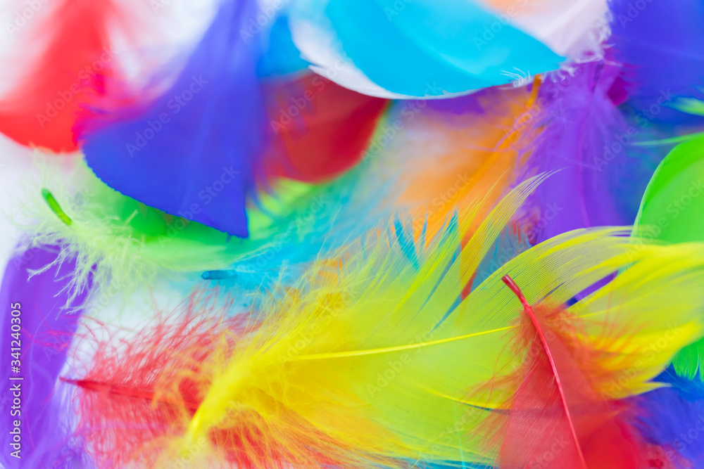 Close up of soft colorful feather