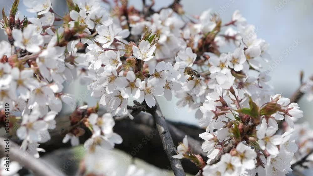 Close-up - a beautiful natural scene, the wind sways the branches of trees. Close-up - a beautiful natural scene, the wind sways the branches of trees.