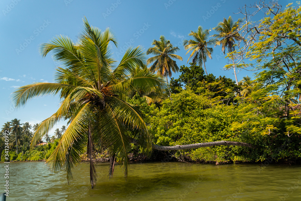 Tropikalne rośliny i palmy na tle niebieskiego nieba w słoneczny dzień nad rzeką.