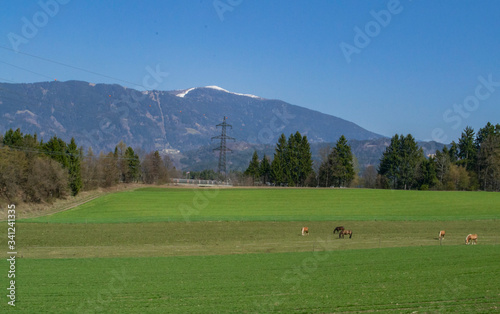 horses on fields in the mountains in Austria