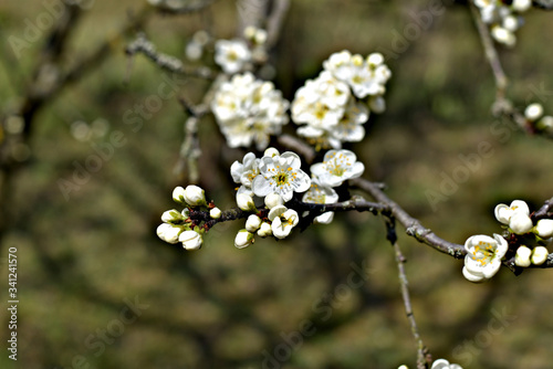 Close up of a cherry flower on a garden background. © Михаил Жигалин
