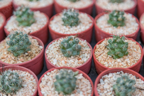 Row of mini variety type cactus plant in the pot