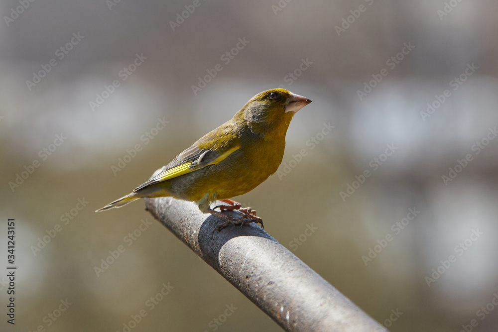 Fototapeta premium The European greenfinch in Almaty, Kazakhstan