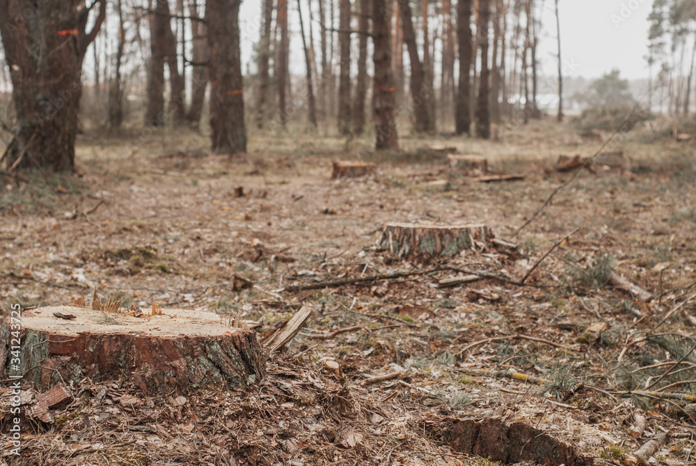 many stumps in the pine forest, deforestation concept,