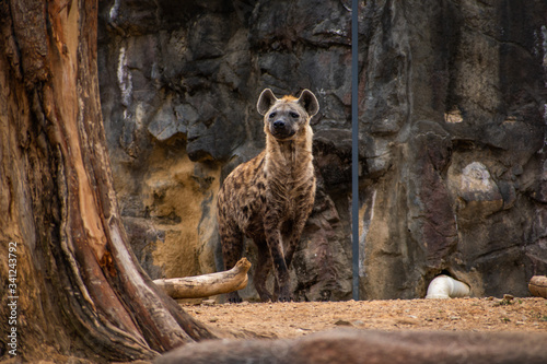 Obraz na płótnie A portrait of a hyena in its enclosure at a local city zoo.
