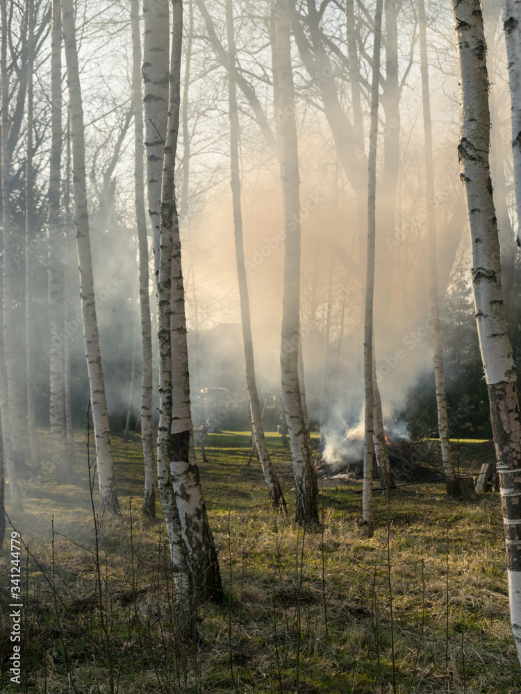 Obraz premium white birch trunks