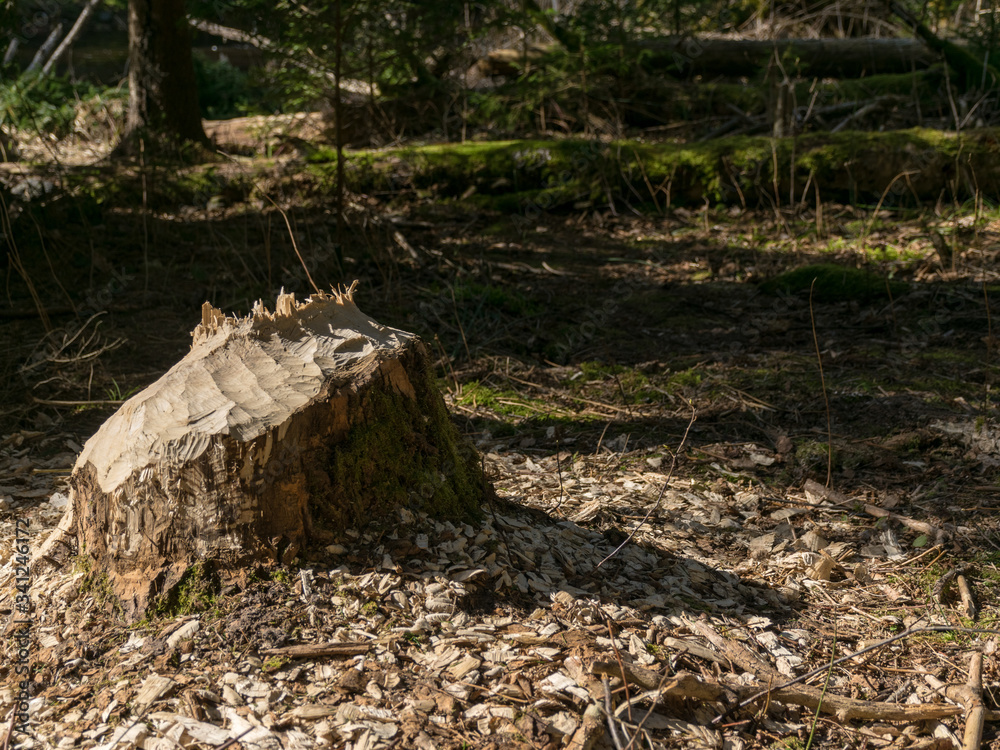 Obraz premium picture with a beaver tree on the bank of the river