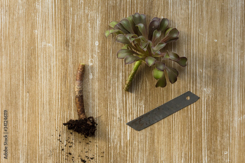 Fototapeta Naklejka Na Ścianę i Meble -  Top view of dark color Aeonium with root after cutting for potting and rooting and blade on the wooden background