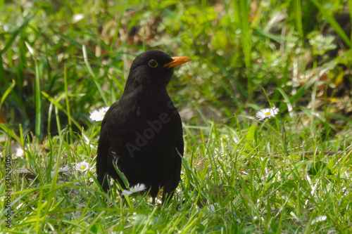 merlo  Turdus merula  ritratto su prato verde