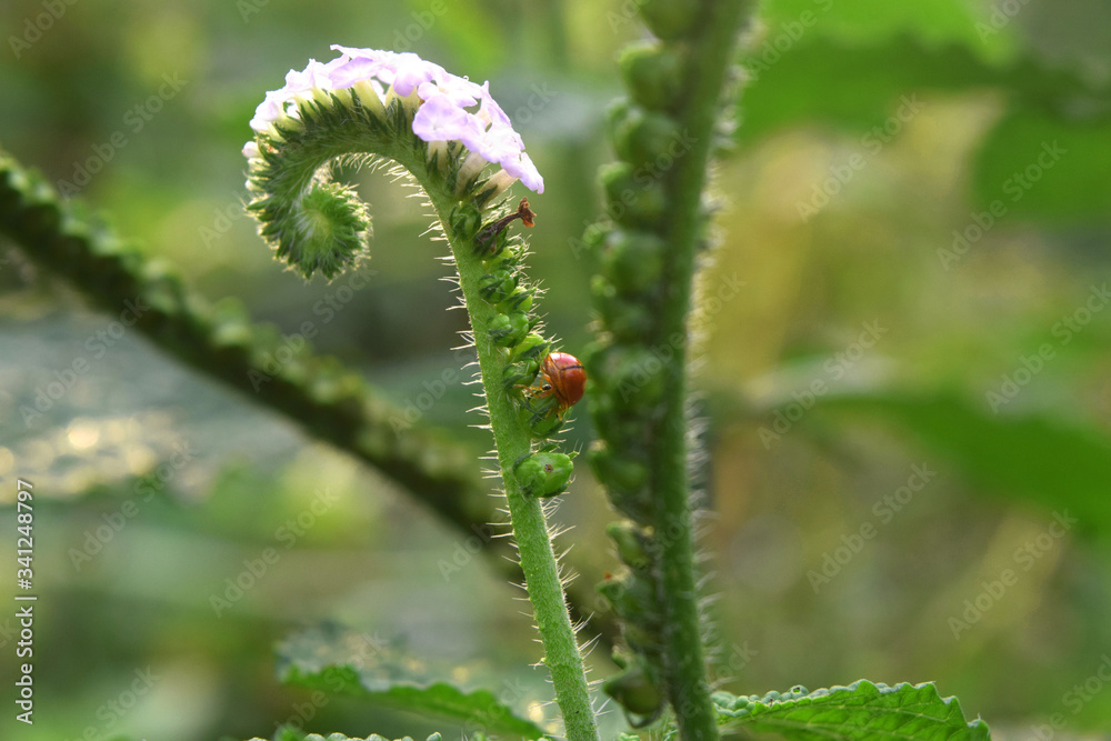 Beautiful white flowers that look like seahorses and have ladybug beetles, perfect as a background. Beautiful white flowers that look like seahorses and have ladybug beetles, perfect as a background.