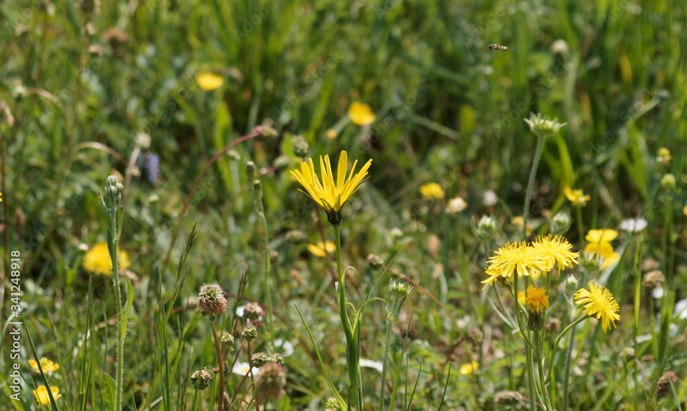 Obraz premium Tragopogon pratensis - Salsifis des prés ou Barbe-de-bouc aux fleurons ligulés en capitules solitaires dentelées jaune pâle sur tige dressée vert glabre